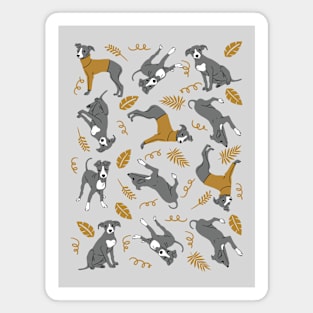 Italian Greyhound Puppies Magnet